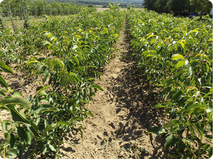 vitalwooddiofaiskola.hu